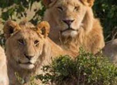 Short Escape to Gir Tour itinerary for 3 Days / 2 Night