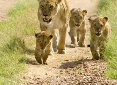 Wildlife and Heritage of Gujarat Tour itinerary for 5 Days / 4 Night