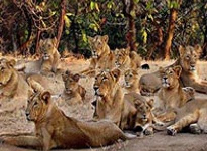 Wildlife & Beach Tour Tour Package Sasan Gir Forest - Diu Beaches Days