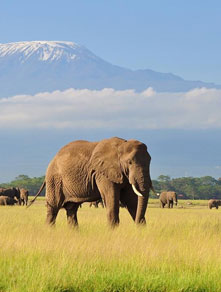 Kenya tourism guide – top international tourist destination