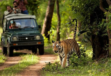 Top jungle safari tour packages for wildlife