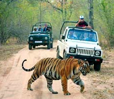 Wildlife travel attractions – best places and holiday experiences